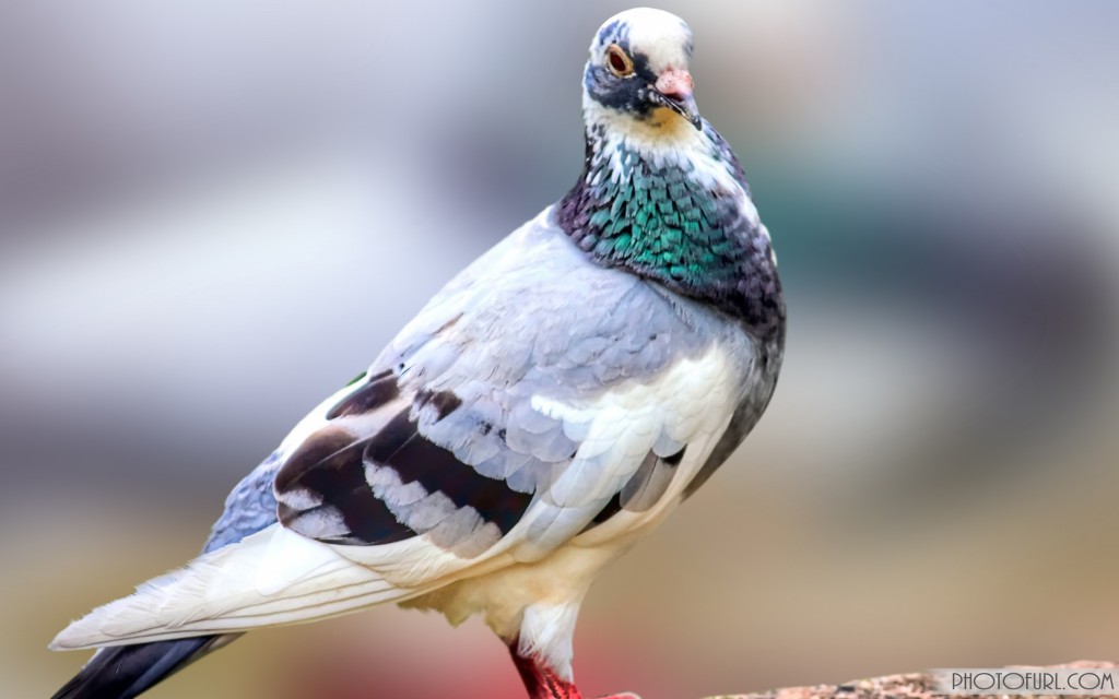 美しい鳥の壁紙無料ダウンロード,鳥,岩鳩,ハトとハト,止まった鳥