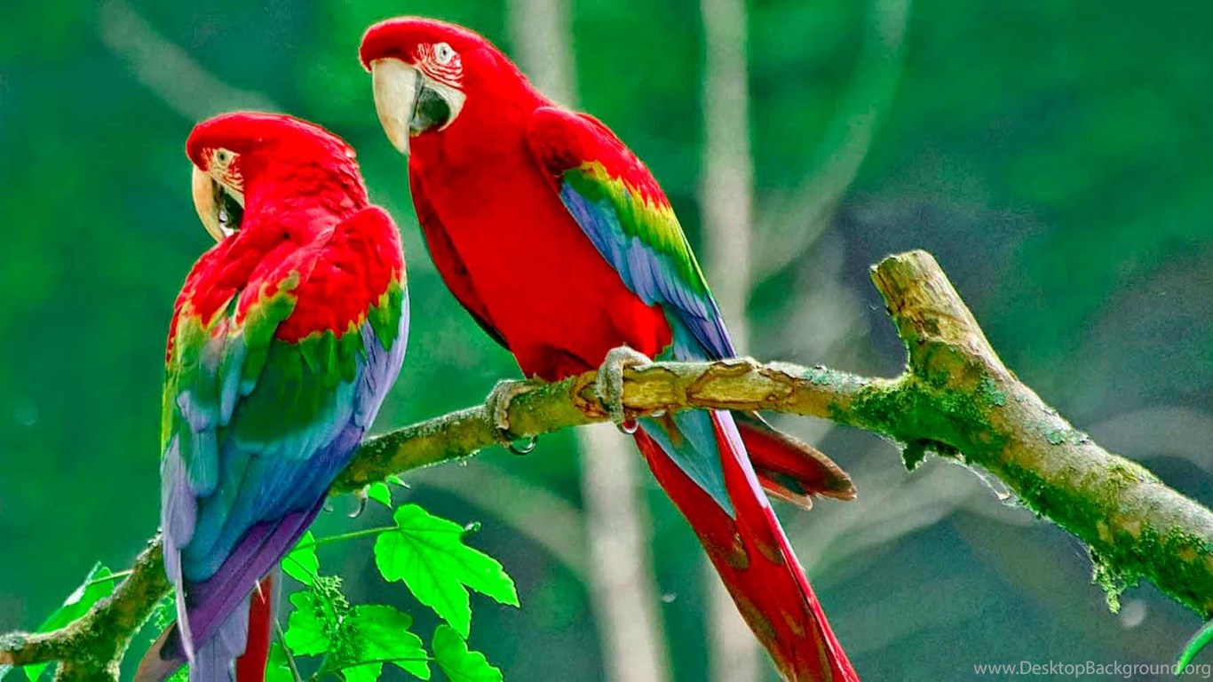 beautiful birds wallpapers free download,bird,vertebrate,parrot,macaw,beak