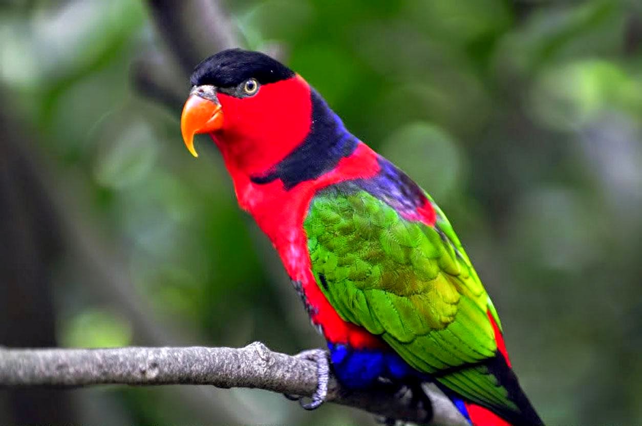 pájaros del amor fondos de pantalla hd,pájaro,loro,guacamayo,lorikeet,perico