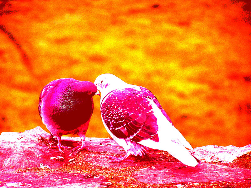love birds wallpaper hd,red,bird,pink,water,magenta