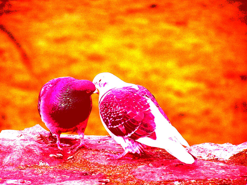 liebe vögel wallpaper hd,rot,vogel,rosa,wasser,makrofotografie