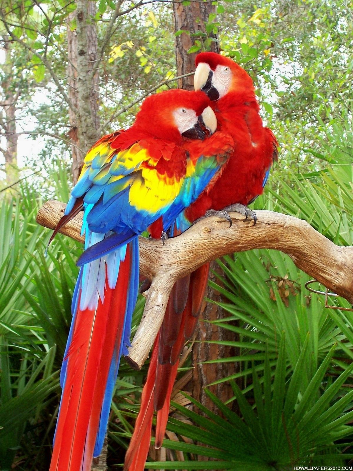 pájaros del amor fondos de pantalla hd,guacamayo,pájaro,loro,selva,arte