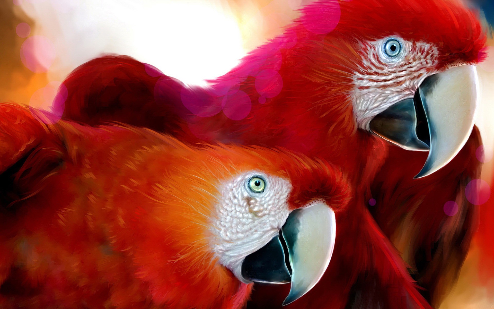 love birds wallpaper hd,bird,vertebrate,macaw,parrot,beak