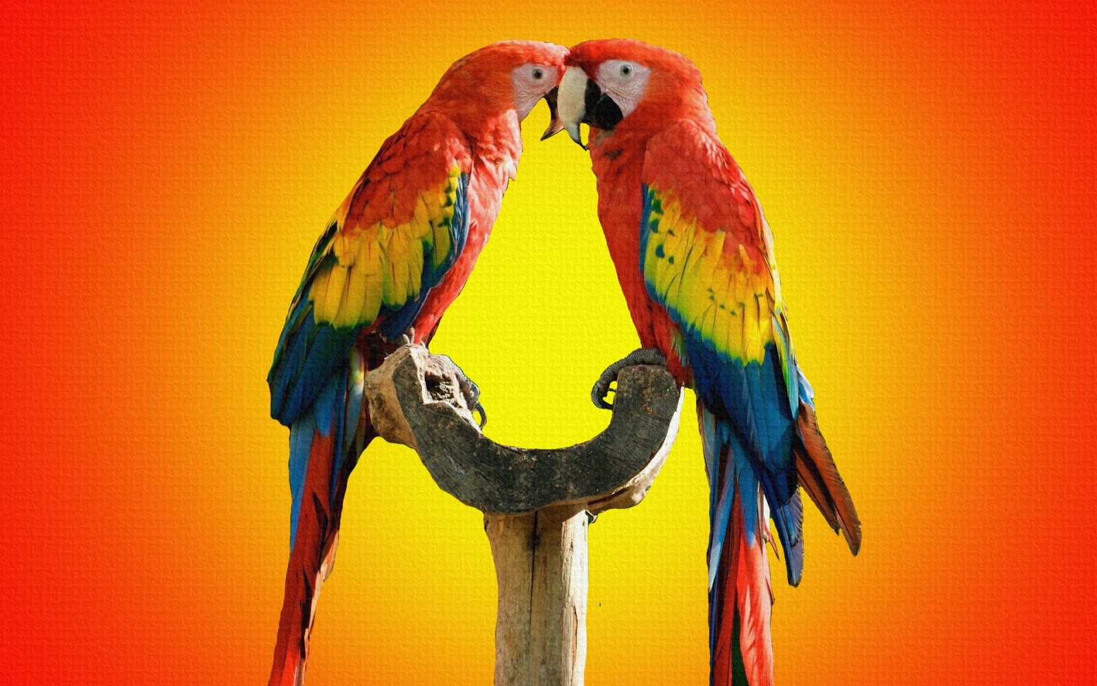 amore uccelli wallpaper hd,uccello,ara,pappagallo,pappagallino,parrocchetto
