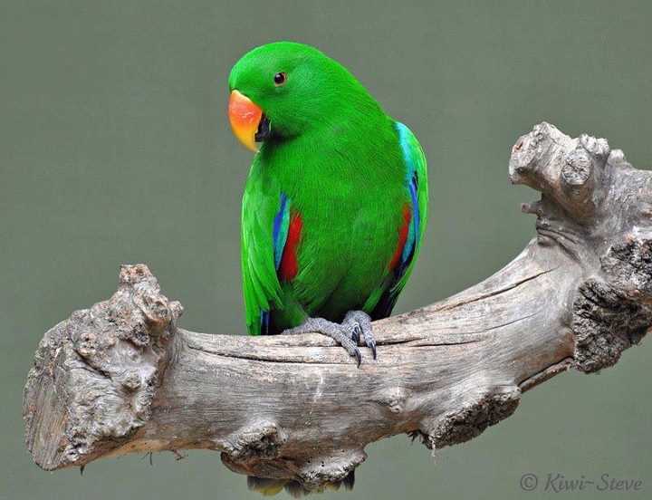 lindos pájaros del amor fondos de pantalla,pájaro,loro,perico,periquito,lorikeet