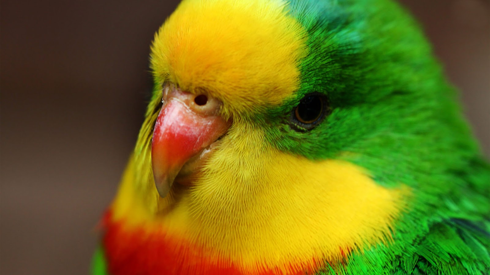 lindos pájaros del amor fondos de pantalla,pájaro,loro,perico,periquito,de cerca
