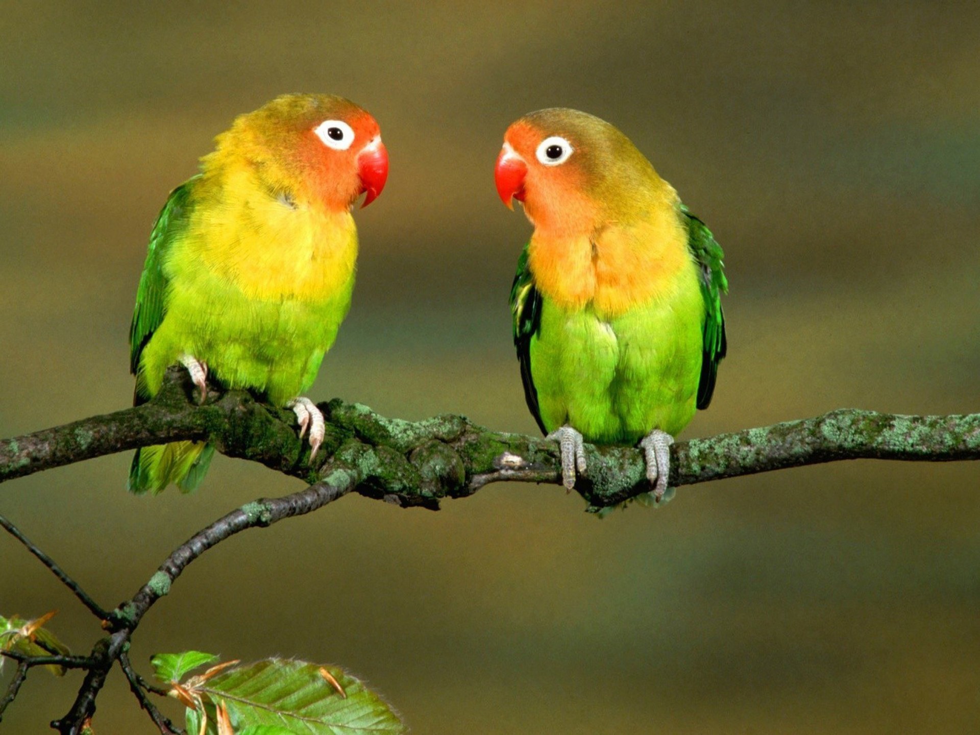 cute love birds wallpapers,bird,vertebrate,parrot,parakeet,lovebird