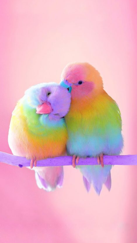 cute love birds wallpapers,budgie,parakeet,bird,lovebird,parrot