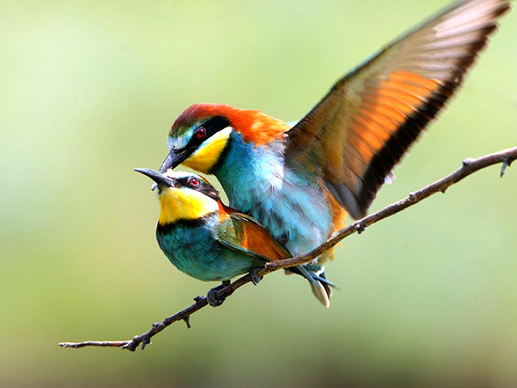 sfondi di uccelli amore carino,uccello,mangiatore di api,coraciiformes,uccello appollaiato,ala