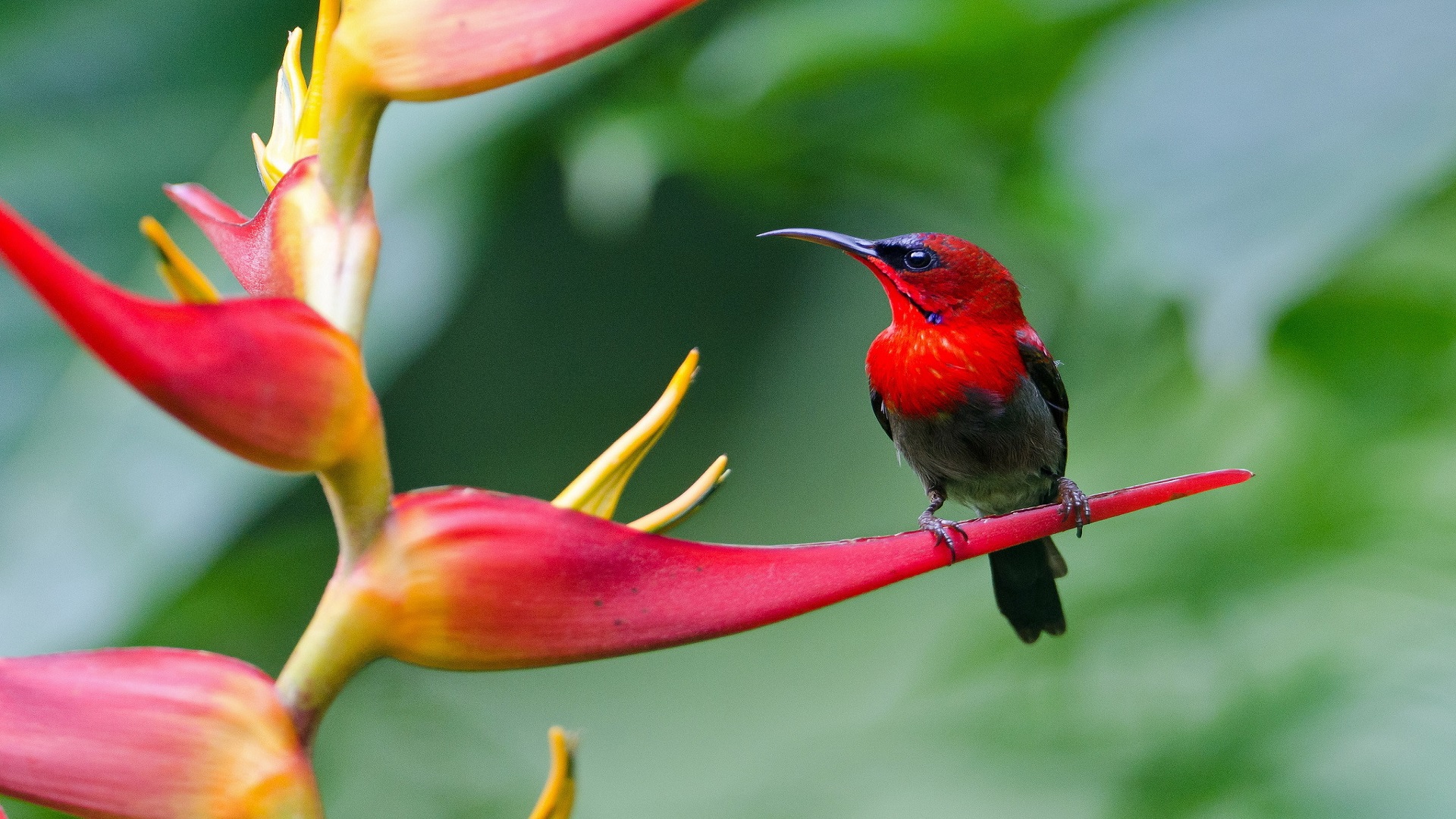 uccelli sfondi hd 1080p,uccello,fiore,colibrì,pianta,heliconia