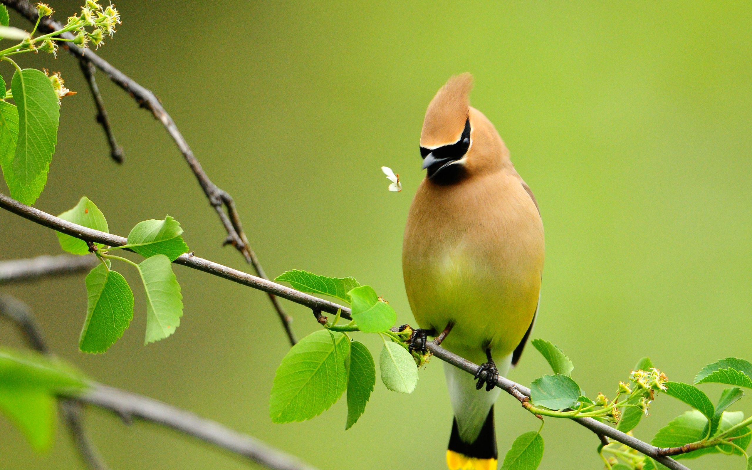 birds hd wallpapers 1080p,bird,cedar waxwing,beak,branch,wildlife