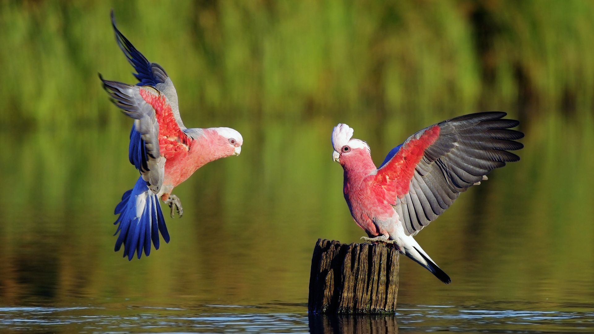 oiseaux fonds d'écran hd 1080p,oiseau,aile,faune,ara,perroquet