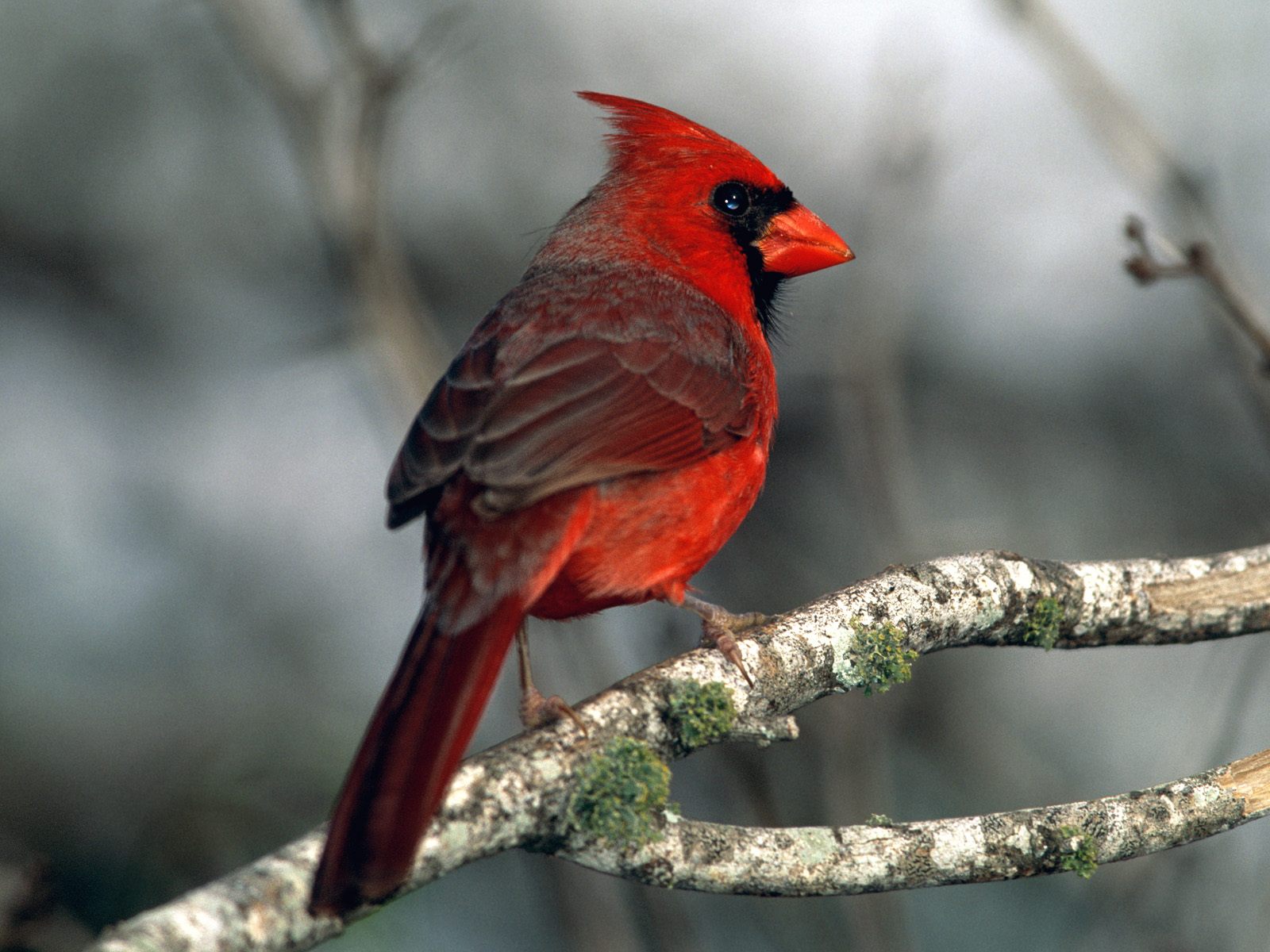 vögel hd wallpaper 1080p,vogel,nördlicher kardinal,kardinal,hockender vogel,singvogel