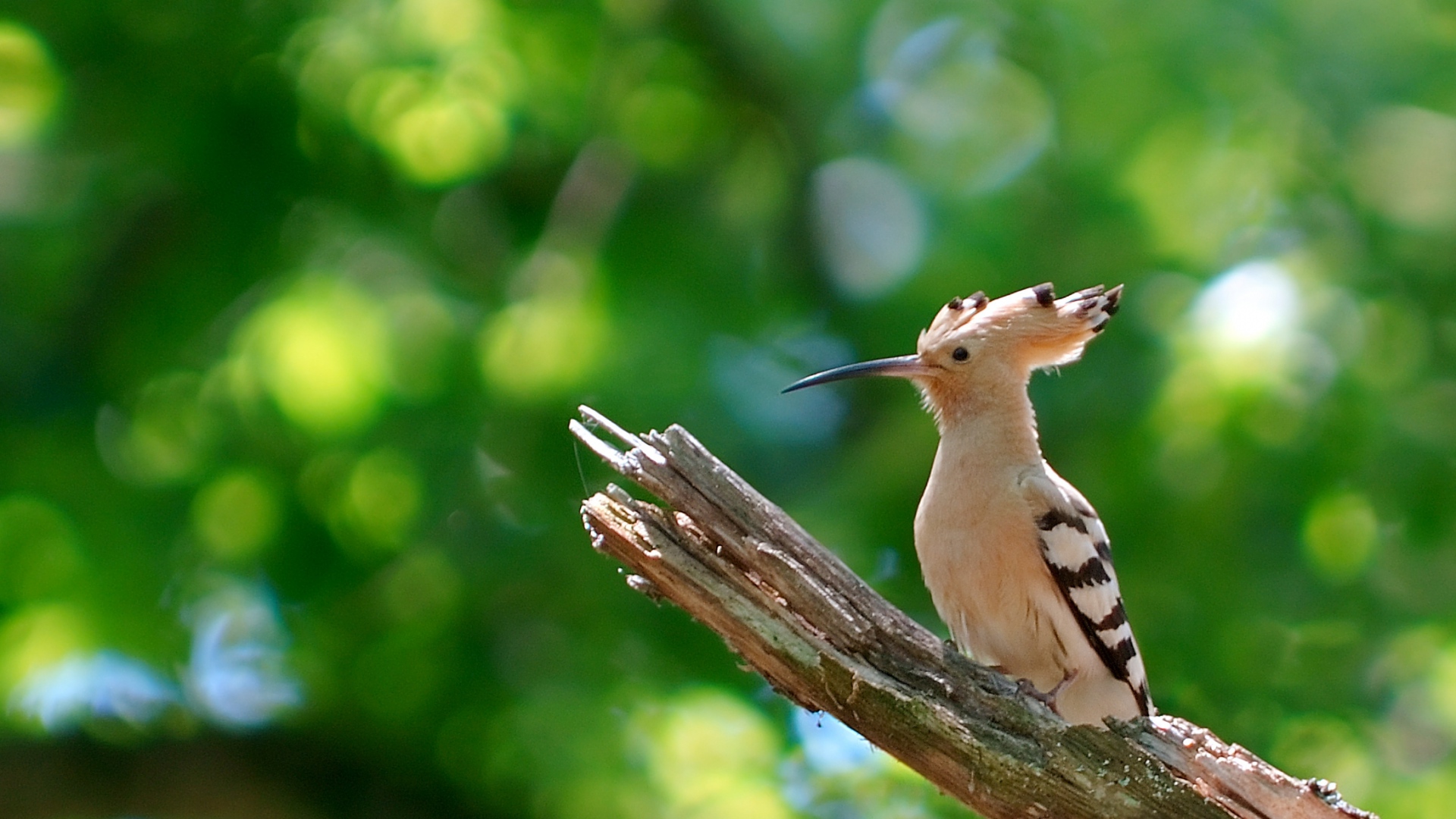 oiseaux fonds d'écran hd 1080p,oiseau,la nature,faune,vert,coraciiformes