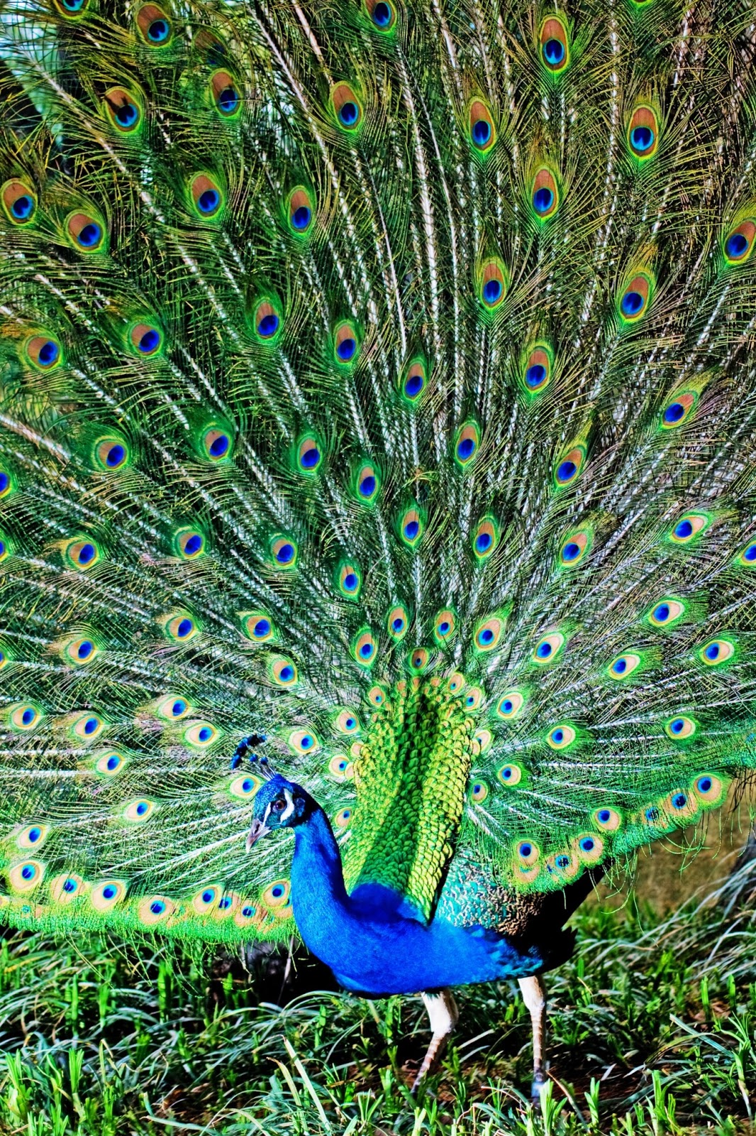 pájaros fondos de pantalla hd 1080p,pavo real,pájaro,pluma,phasianidae,animal terrestre