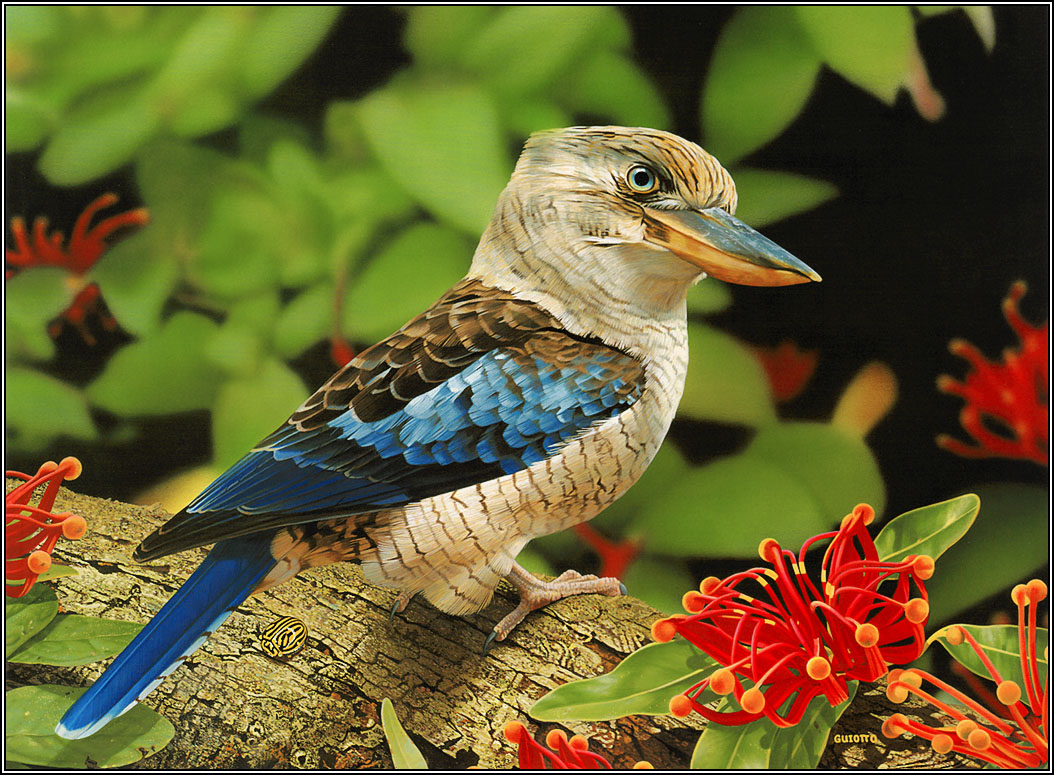papel pintado animales y pájaros,pájaro,fauna silvestre,coraciiformes,planta
