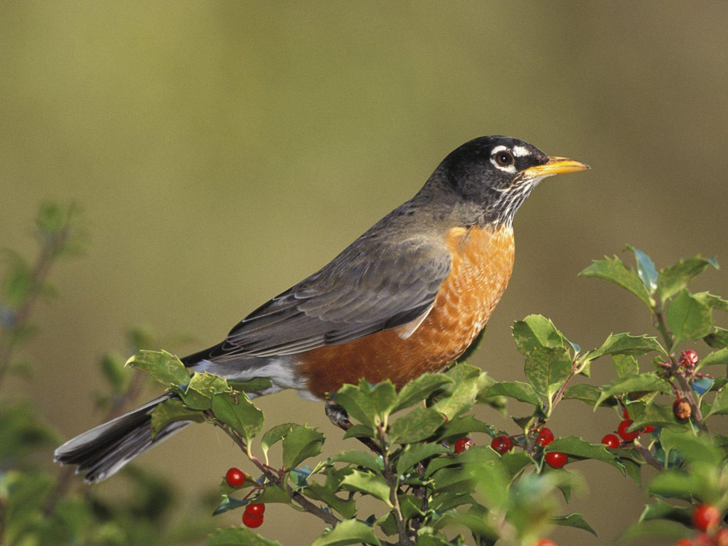 동물과 조류 벽지,새,남자 이름,유럽 ​​로빈,우는 새,구세계 flycatcher