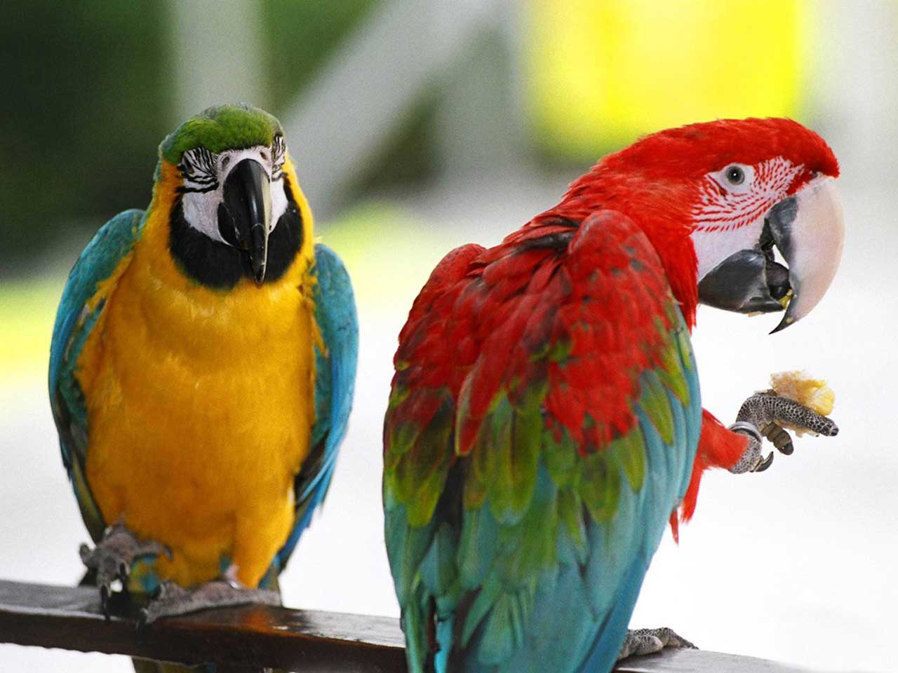 animals and birds wallpaper,bird,vertebrate,parrot,macaw,beak