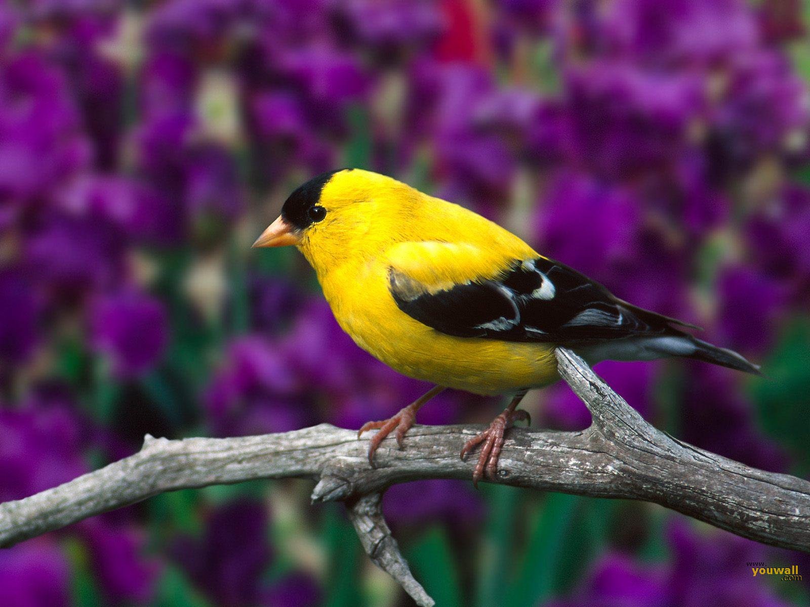 tiere und vögel tapete,vogel,fink,pirol der alten welt,singvogel,hockender vogel