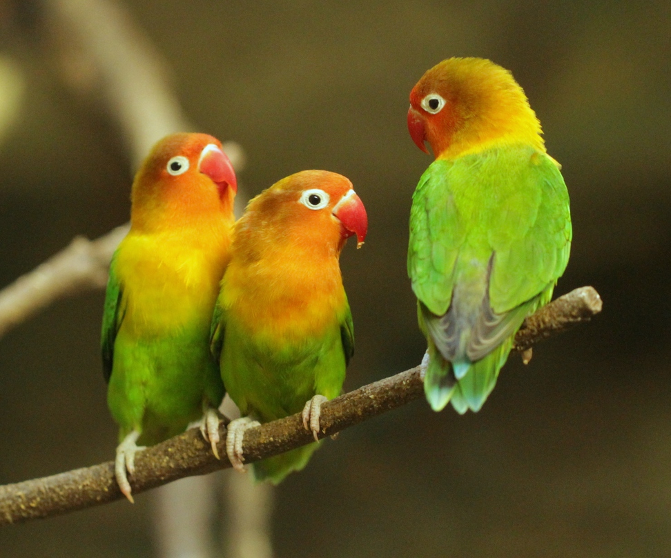 inséparable de papier peint,oiseau,perroquet,inséparable,perruche,perruche