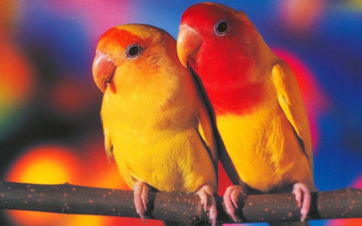 animals and birds wallpaper,bird,vertebrate,parrot,beak,lovebird