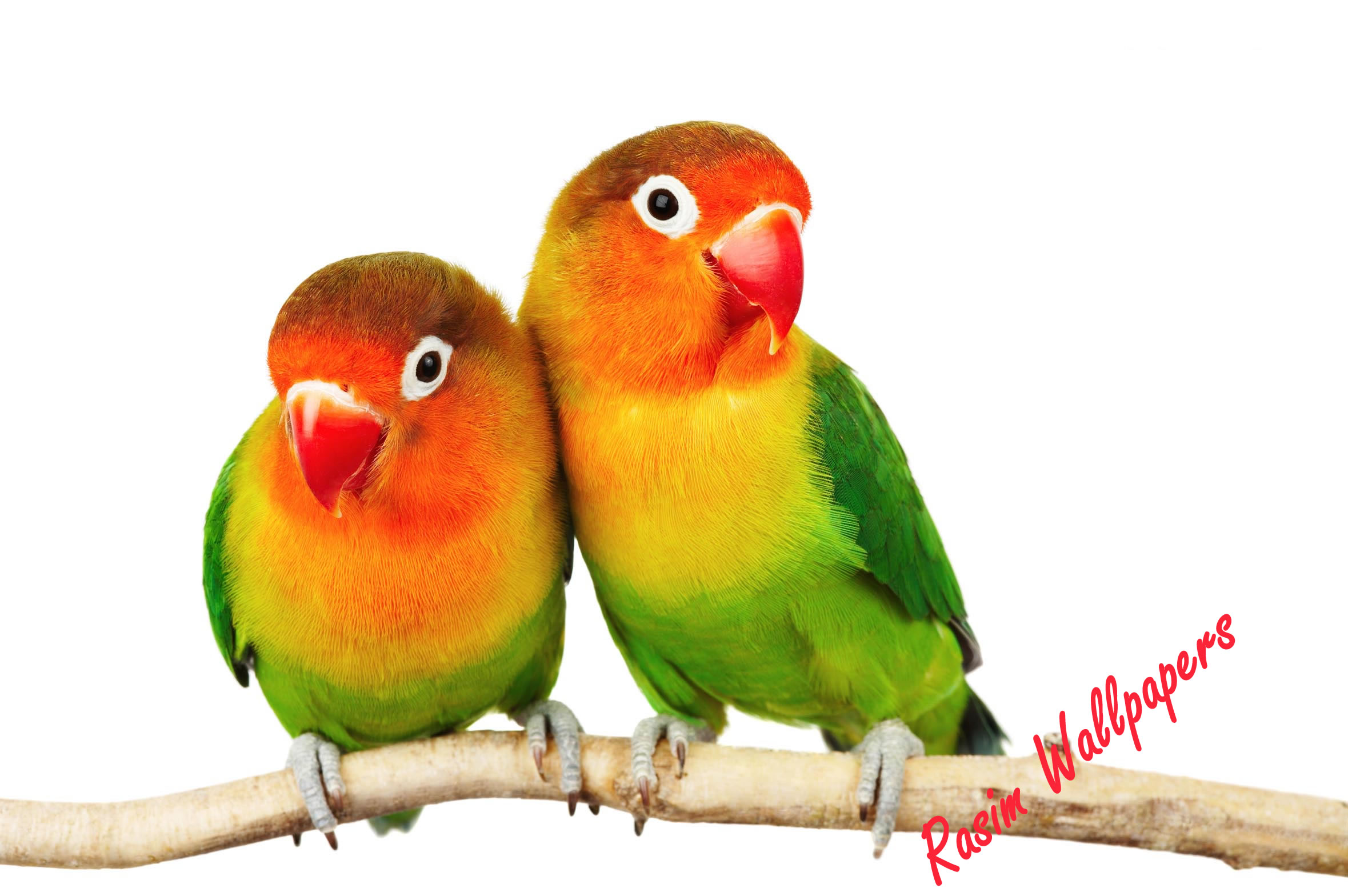 tapete lovebird,vogel,lovebird,papagei,sittich,wellensittich