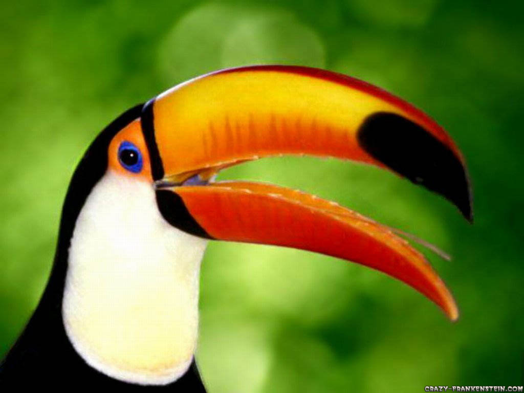 animals and birds wallpaper,bird,toucan,beak,hornbill,piciformes