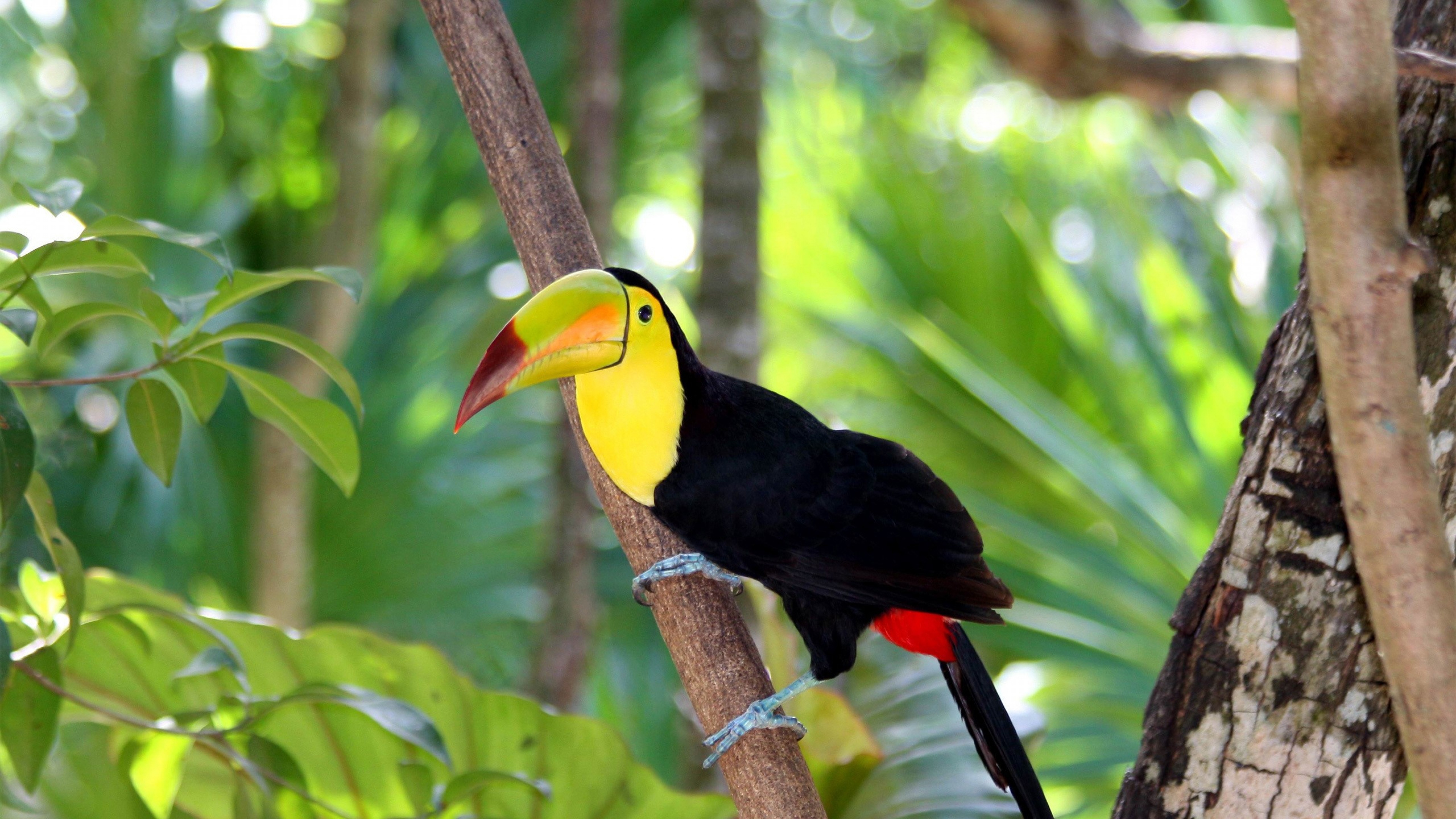 papier peint animaux et oiseaux,oiseau,toucan,calao,piciformes,coraciiformes