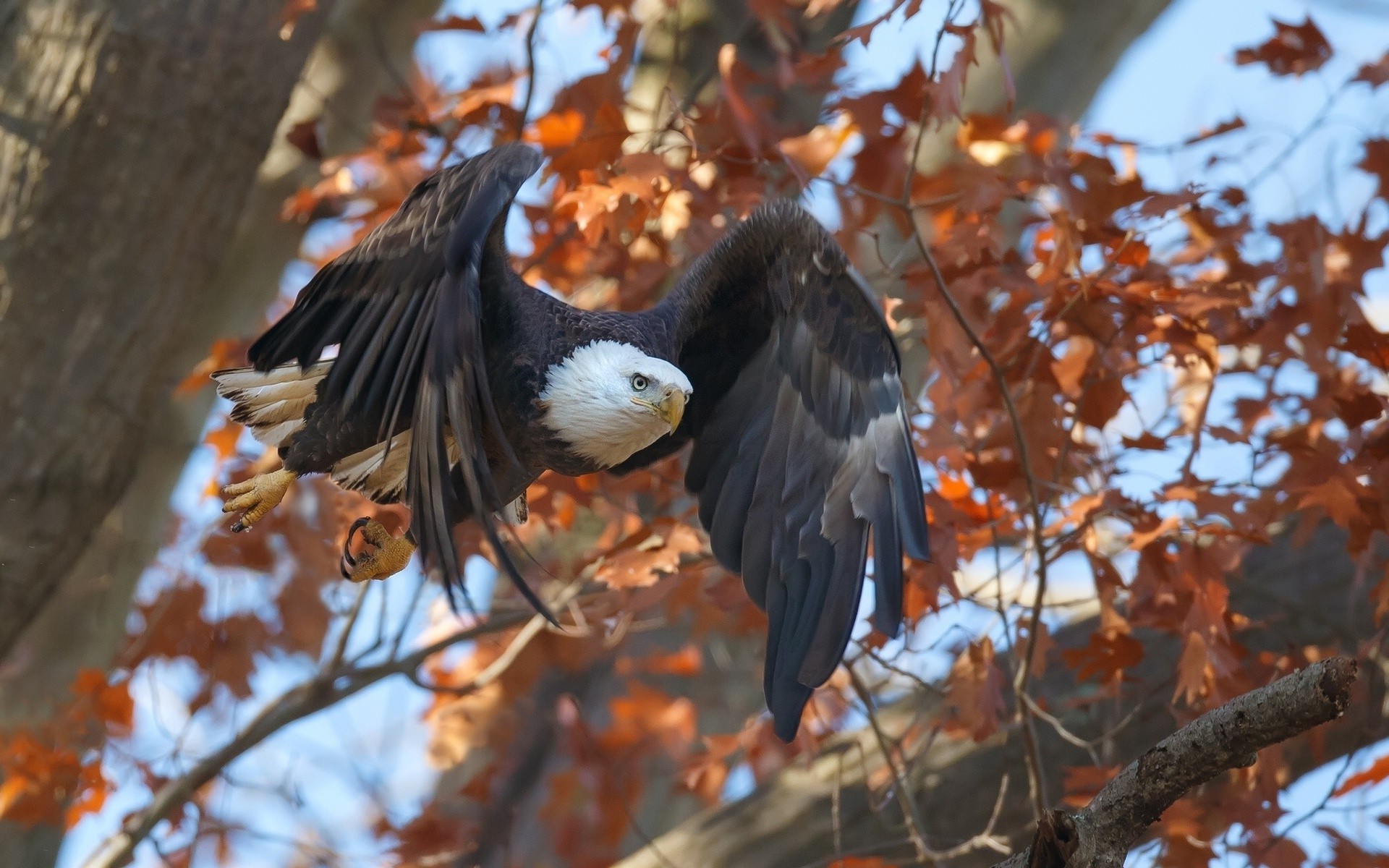 tiere und vögel tapete,vogel,weißkopfseeadler,adler,raubvogel,baum