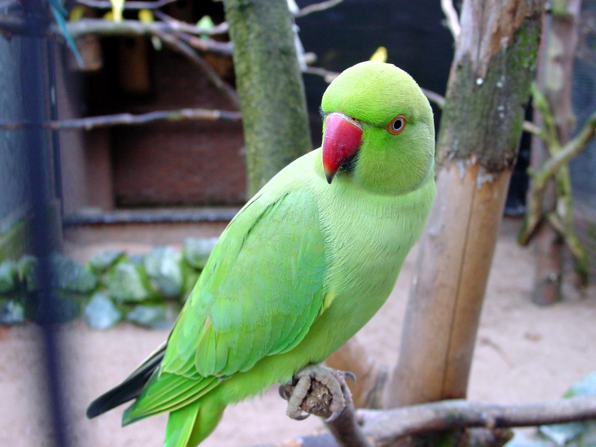 indian parrot wallpaper,bird,vertebrate,parakeet,parrot,budgie