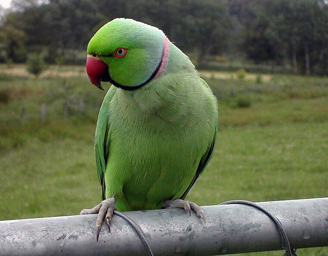fond d'écran perroquet indien,oiseau,perruche,perroquet,vert,perruche