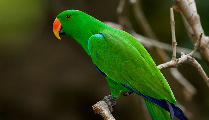 indian parrot wallpaper,bird,vertebrate,parrot,beak,parakeet