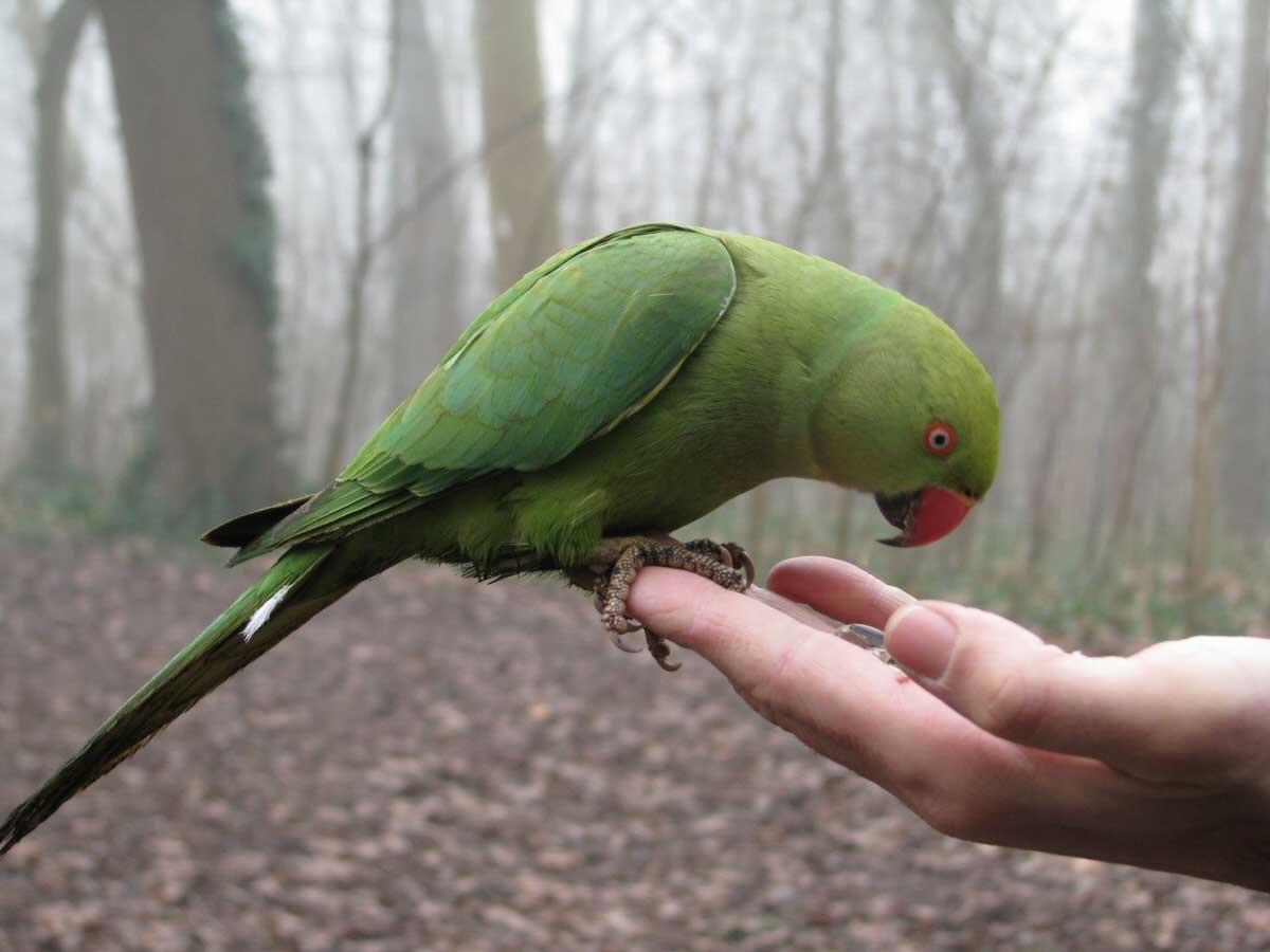 indische papageientapete,vogel,sittich,papagei,wellensittich,lovebird