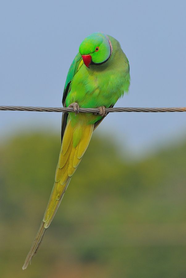 indian parrot wallpaper,bird,vertebrate,parakeet,budgie,parrot
