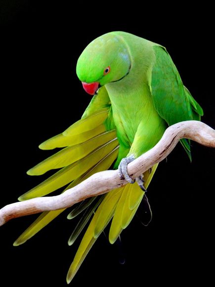 carta da parati pappagallo indiano,uccello,pappagallino,parrocchetto,pappagallo,ala