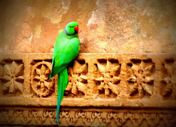 carta da parati pappagallo indiano,uccello,parrocchetto,pappagallino,pappagallo,pappagallino verde africano