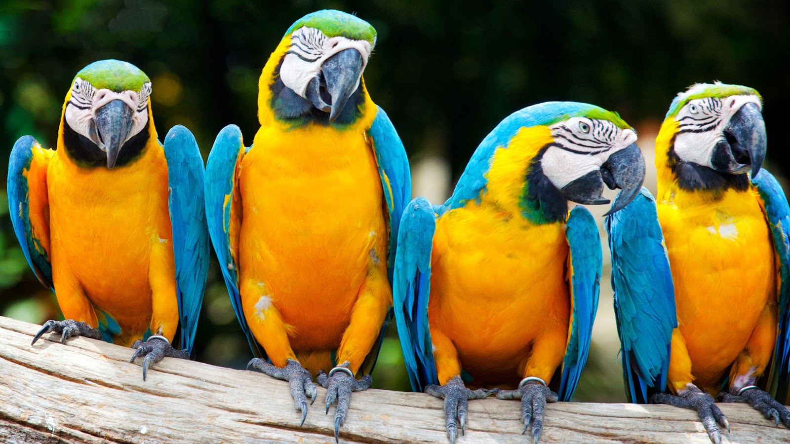 carta da parati pappagallo indiano,uccello,ara,pappagallo,pappagallino,parrocchetto