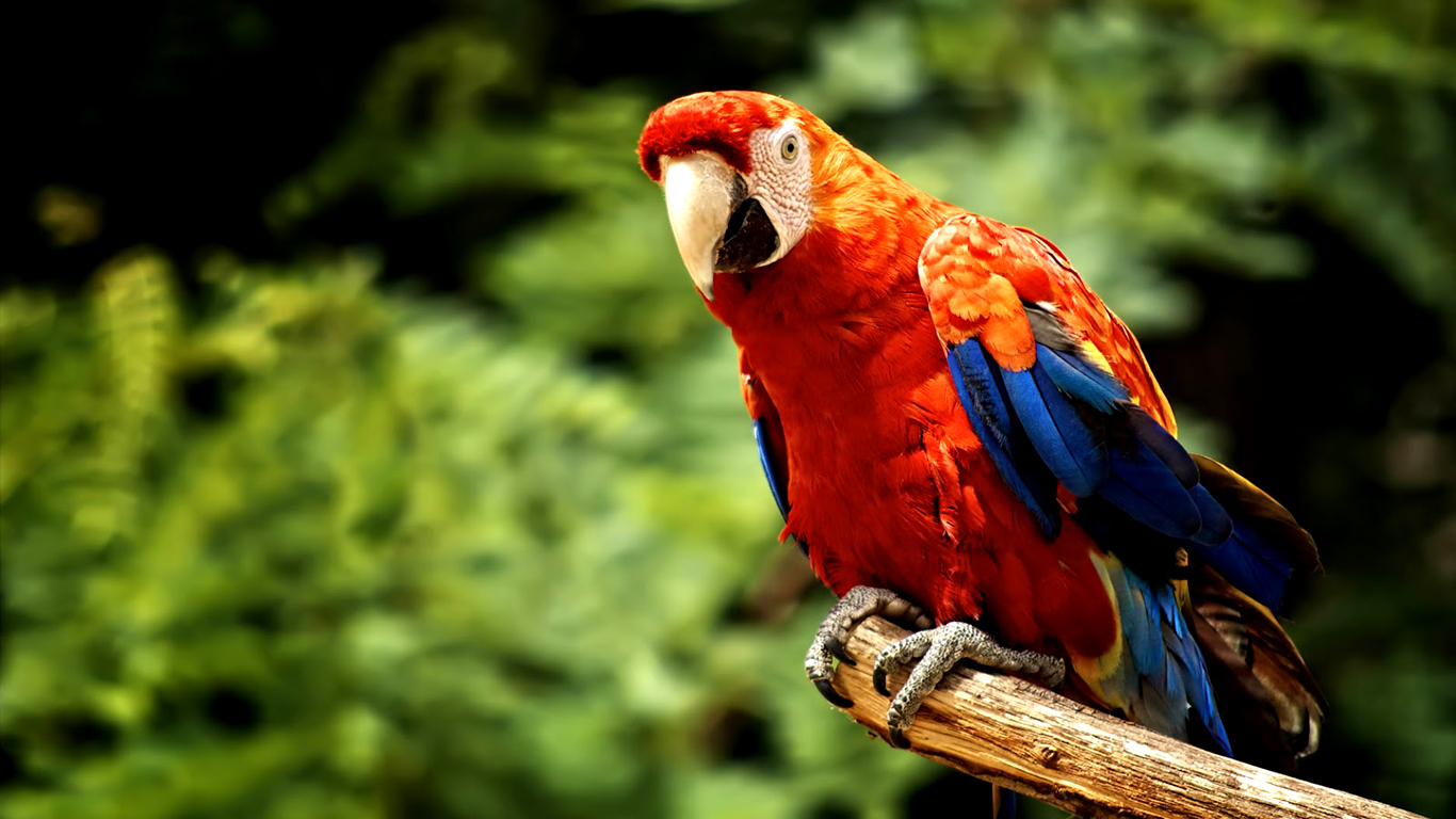 インドのオウムの壁紙,鳥,コンゴウインコ,オウム,バッジー,インコ