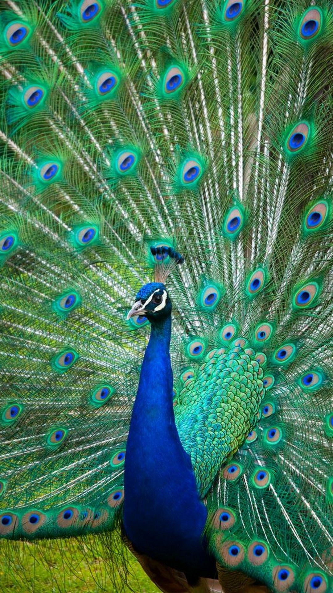 peacock 3d wallpaper,peafowl,feather,bird,galliformes,phasianidae