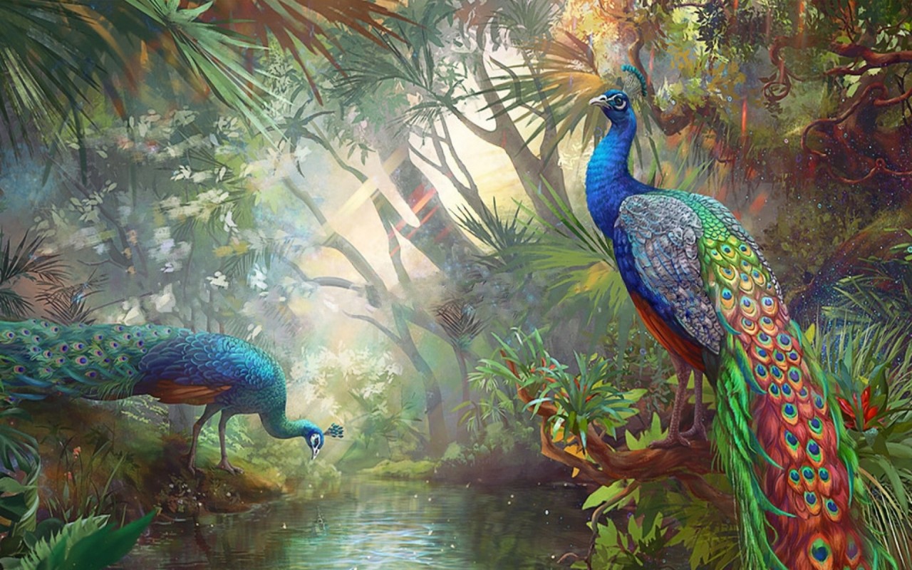 papier peint 3d paon,paon,oiseau,phasianidae,jungle,faune