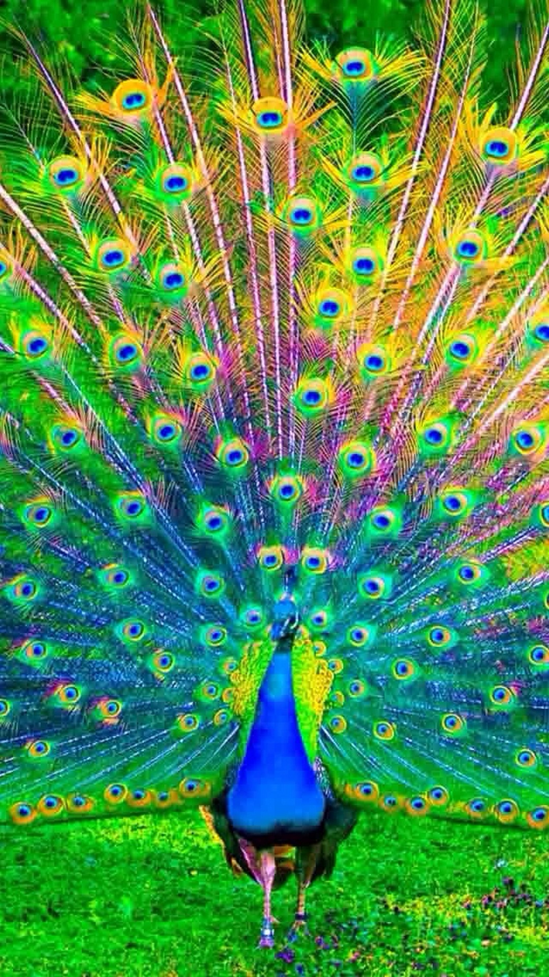 pavo real fondo de pantalla 3d,pavo real,pluma,pájaro,phasianidae,fauna silvestre
