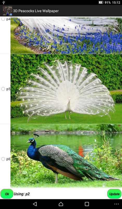 pavo real fondo de pantalla 3d,pavo real,pájaro,pluma,phasianidae,césped