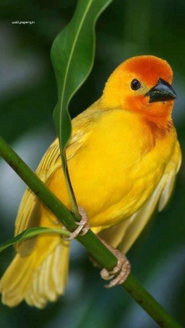 sfondi uccelli per cellulare,uccello,giallo,fringuello,canarino,uccello canoro