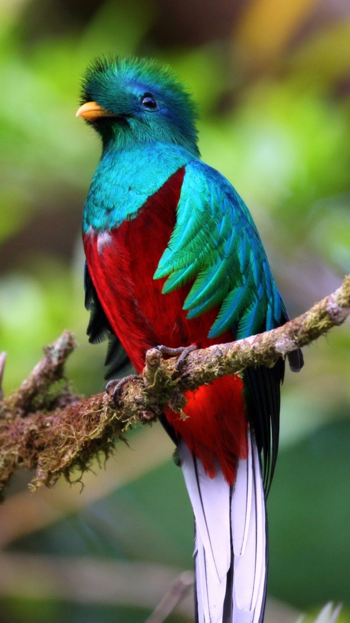 birds wallpaper for mobile,bird,vertebrate,quetzal,beak,painted bunting
