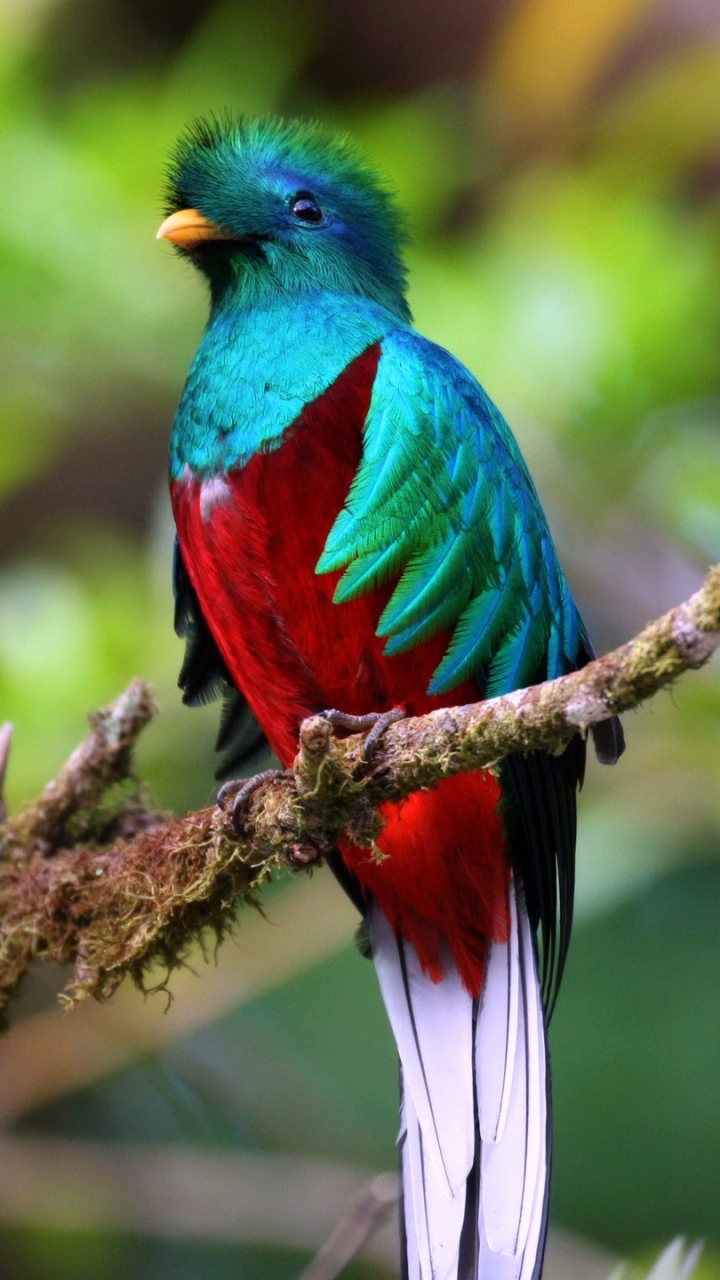 fond d'écran oiseaux pour mobile,oiseau,bruant peint,coraciiformes,oiseau perchoir