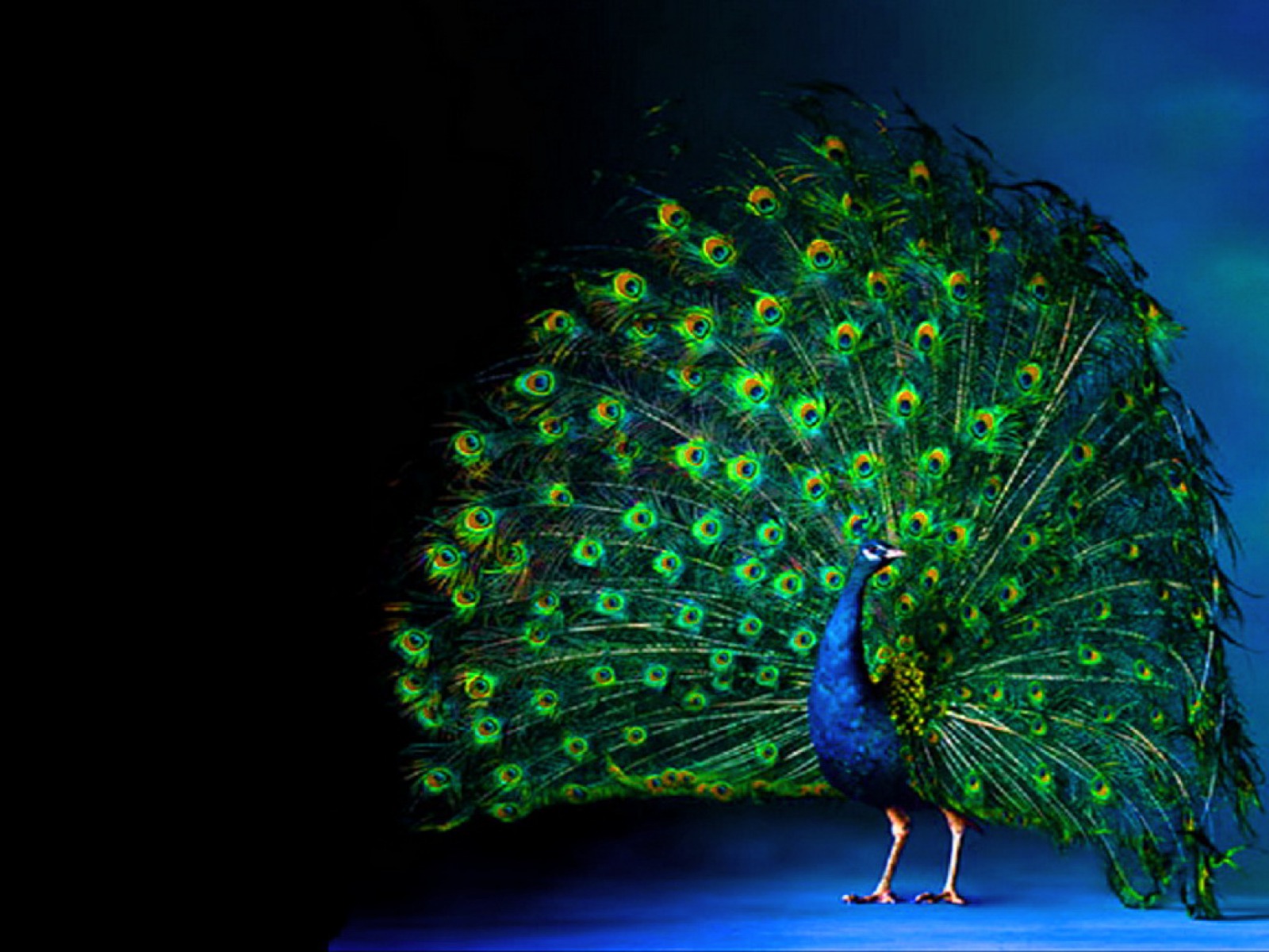 peacock 3d wallpaper,peafowl,green,blue,bird,feather