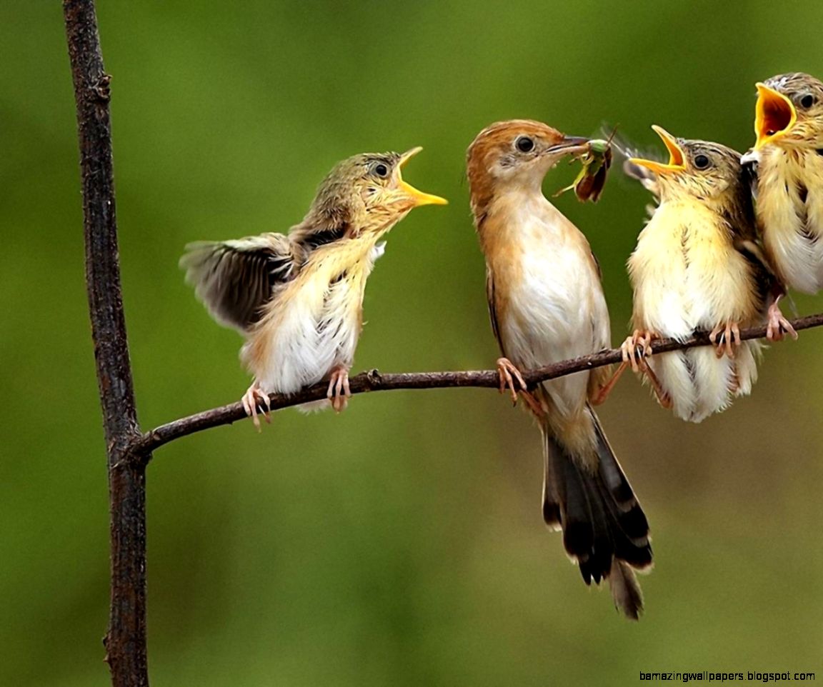 fondos de escritorio de pájaros de la naturaleza,pájaro,papamoscas del viejo mundo,pájaro posado,fauna silvestre,pájaro cantor