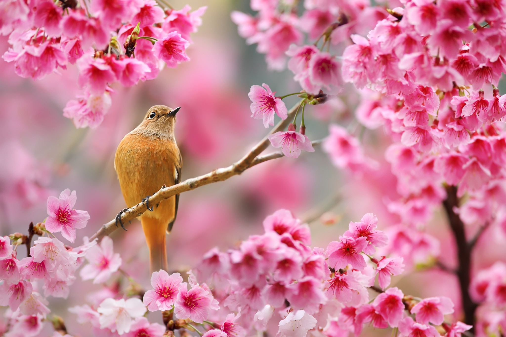 nature birds wallpaper,flower,blossom,bird,spring,cherry blossom
