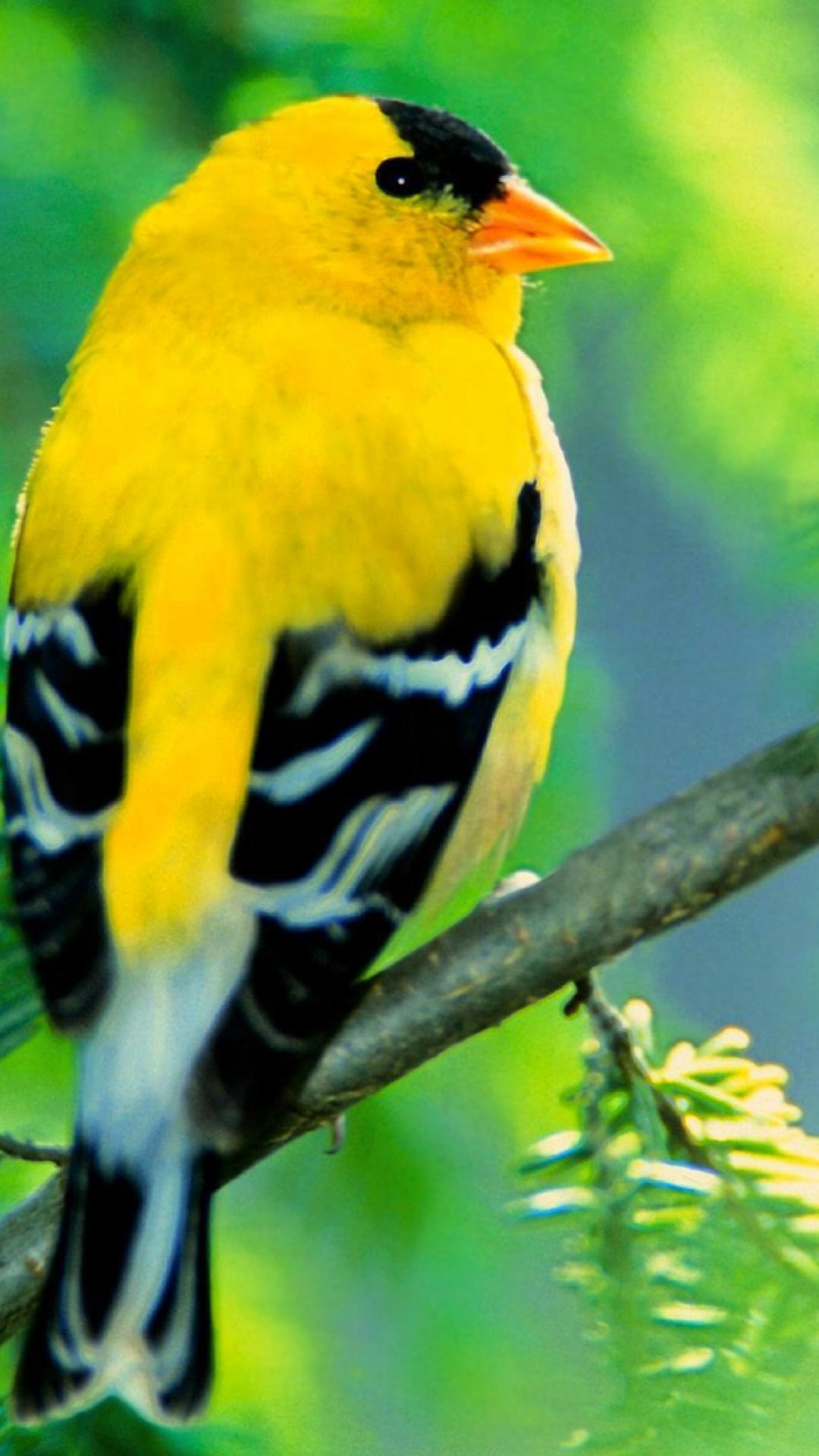 fondo de pantalla de pájaros para móvil,pájaro,oriole del viejo mundo,pinzón,pájaro posado,pájaro cantor