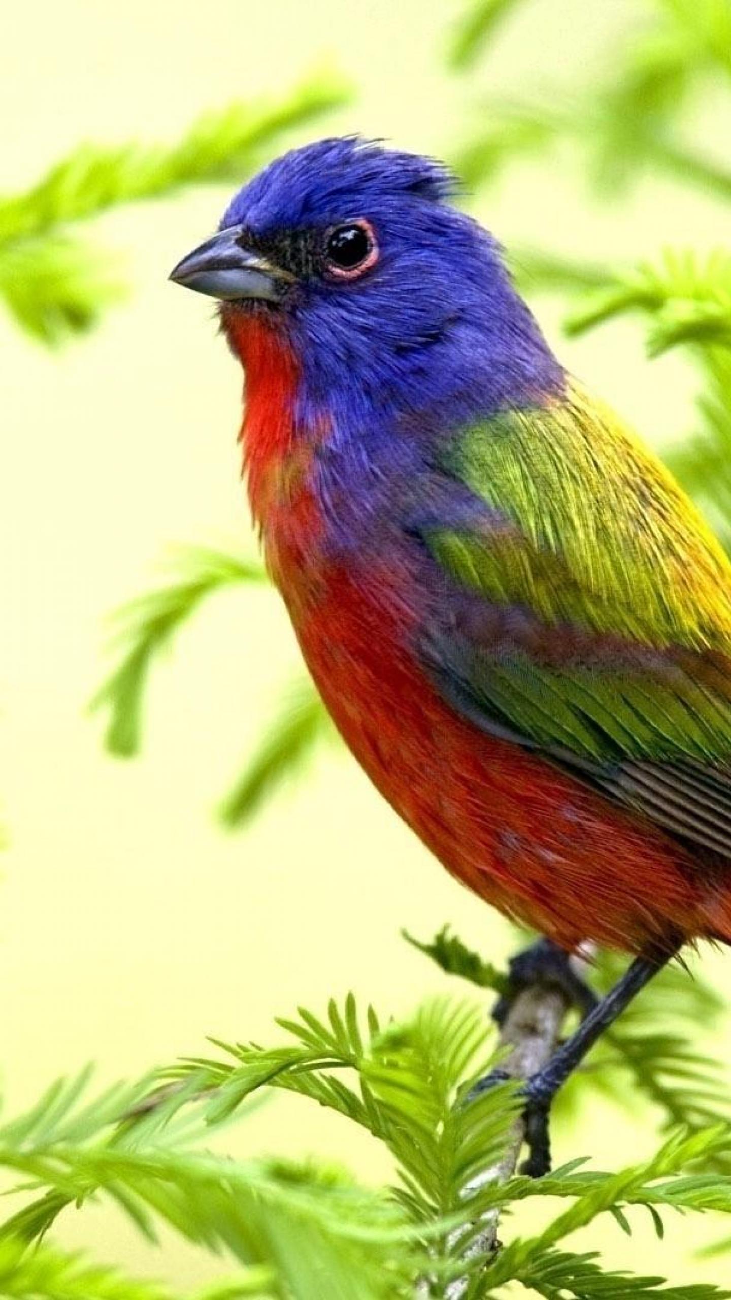fondo de pantalla de pájaros para móvil,pájaro,empavesado pintado,azulejo,pájaro posado,pájaro cantor